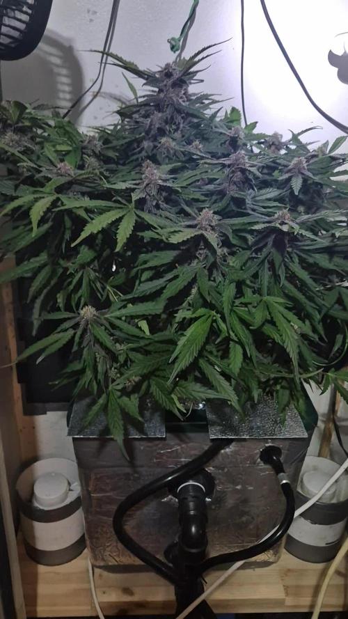 Purple Lemonade Auto hydroponic grow