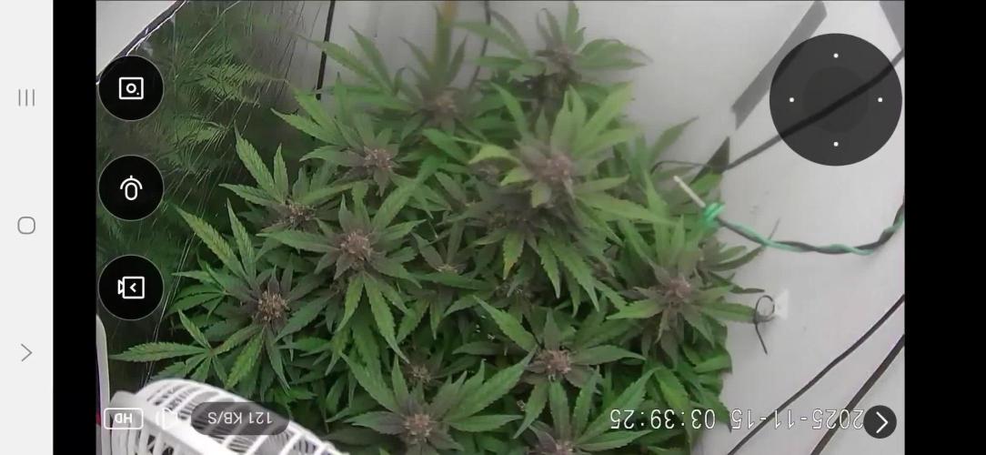 Purple Lemonade Auto hydroponic grow