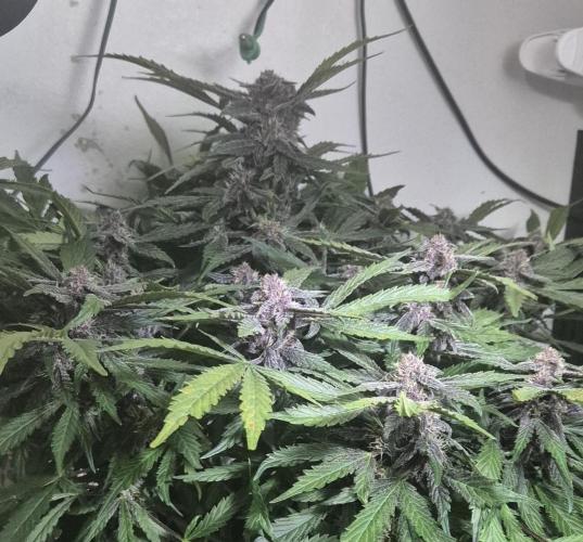 Purple Lemonade Auto hydroponic grow. Week 9