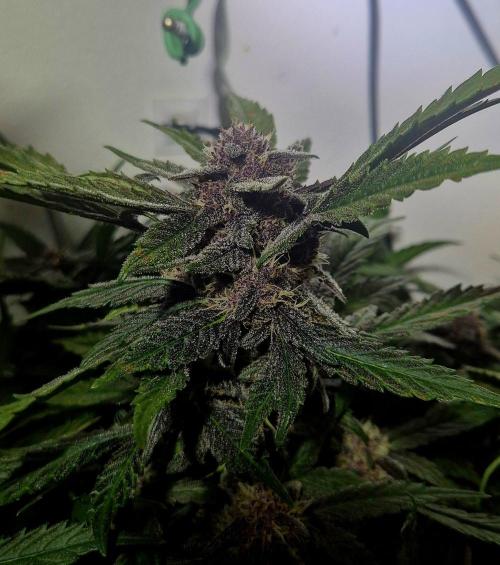 Purple Lemonade Auto hydroponic grow. Week 9