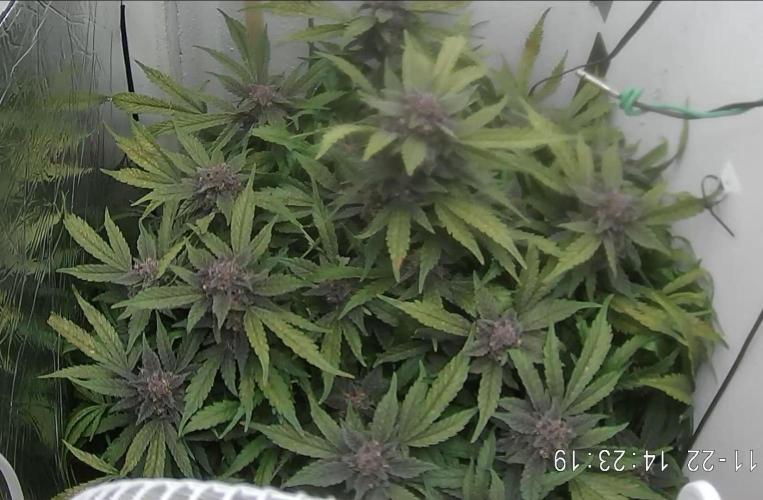 Purple Lemonade Auto hydroponic grow. Week 10
