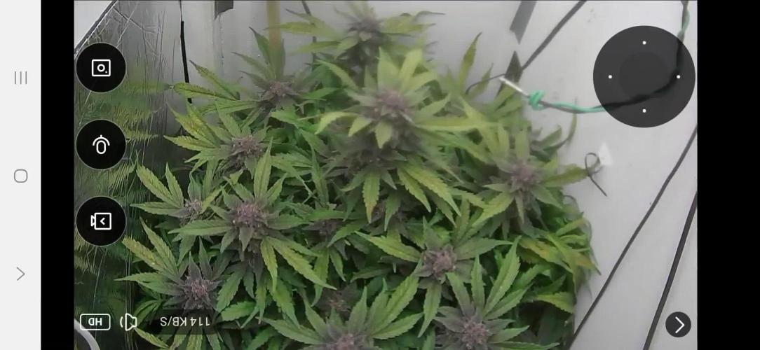 Purple Lemonade Auto hydroponic grow