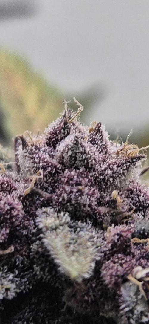 Purple Lemonade Auto hydroponic grow. Week 10