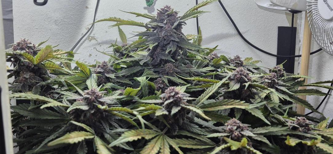 Purple Lemonade Auto hydroponic grow. Week 10