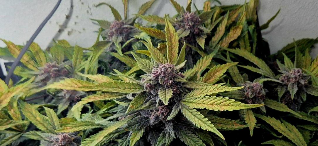 Purple Lemonade Auto hydroponic grow. Week 10