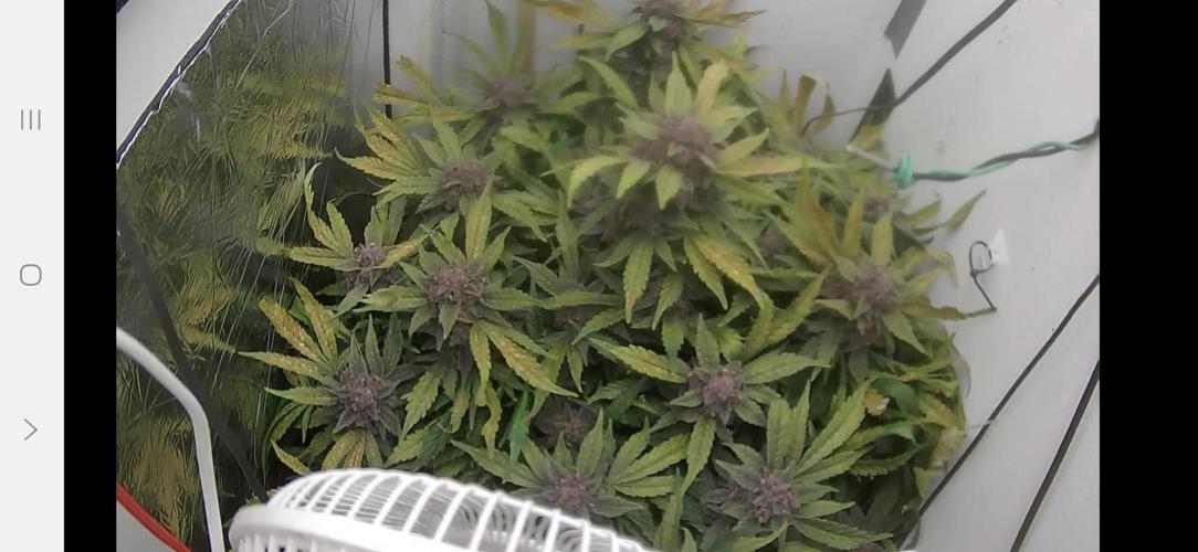 Purple Lemonade Auto hydroponic grow. Week 10