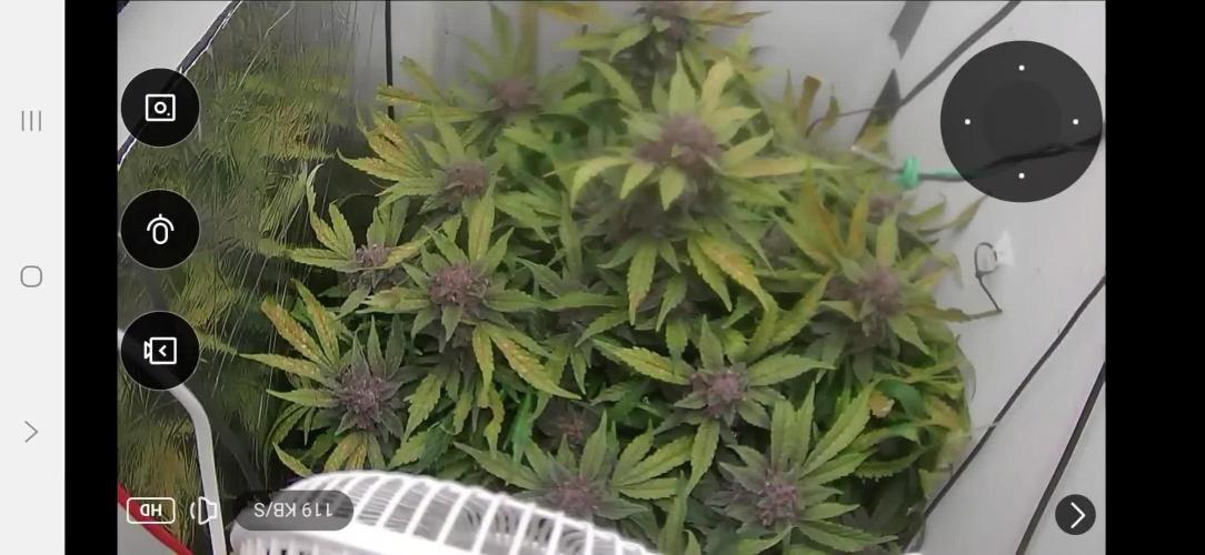 Purple Lemonade Auto hydroponic grow