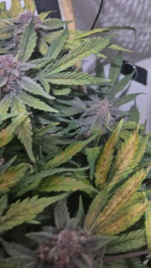 Purple Lemonade Auto hydroponic grow