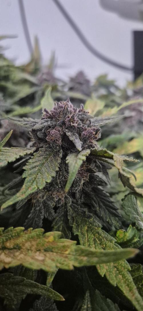 Purple Lemonade Auto hydroponic grow. Week 10