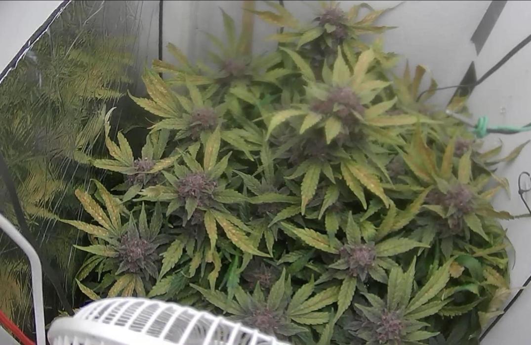 Purple Lemonade Auto hydroponic grow. Week 11
