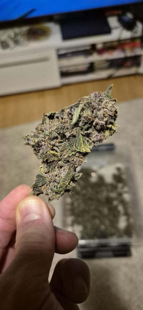 Purple Lemonade Auto hydroponic grow. Week 12