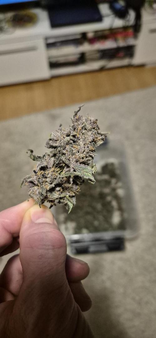 Purple Lemonade Auto hydroponic grow. Week 12