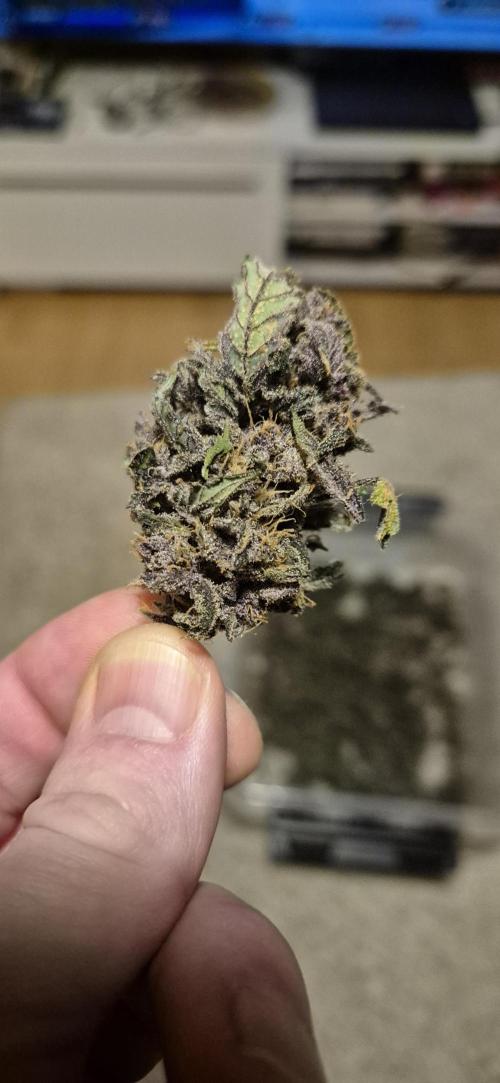 Purple Lemonade Auto hydroponic grow. Week 12