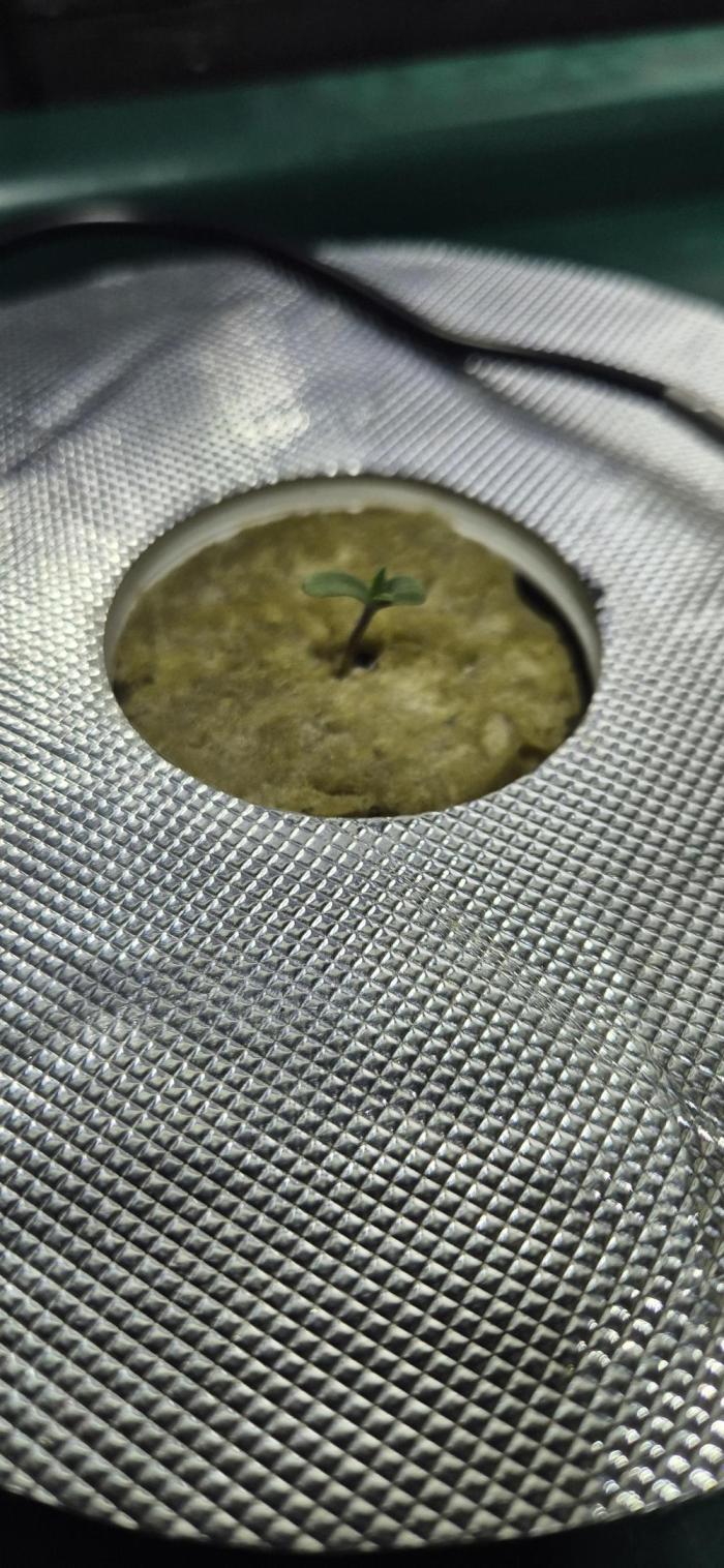 Mimosa X Orange Punch DWC second attempt. Week 0