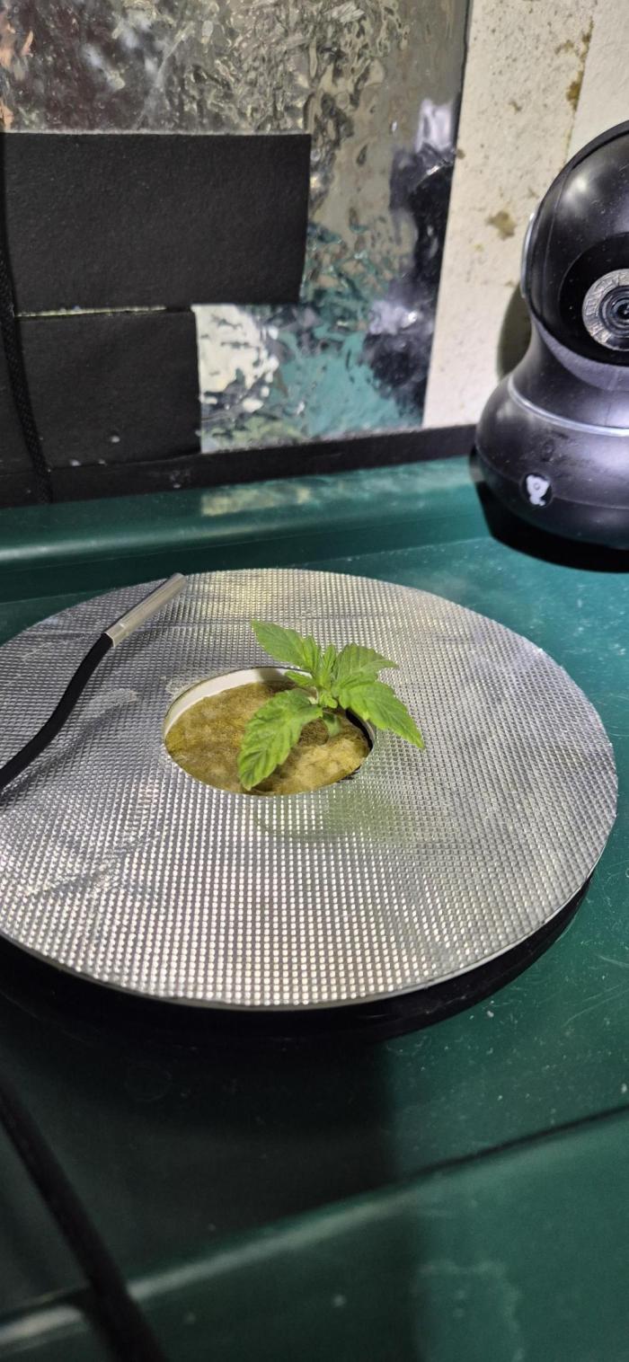 Mimosa X Orange Punch DWC second attempt. Week 1