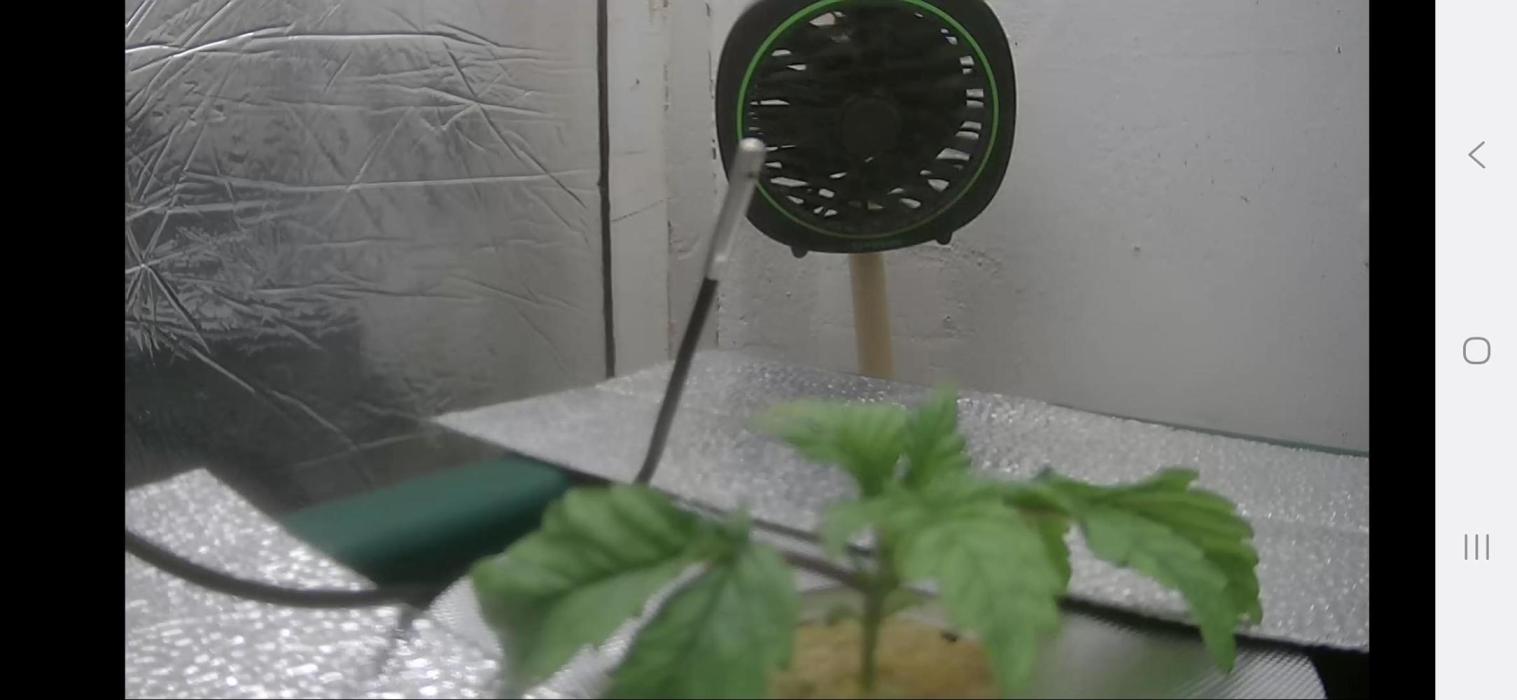 Mimosa X Orange Punch DWC second attempt. Week 2