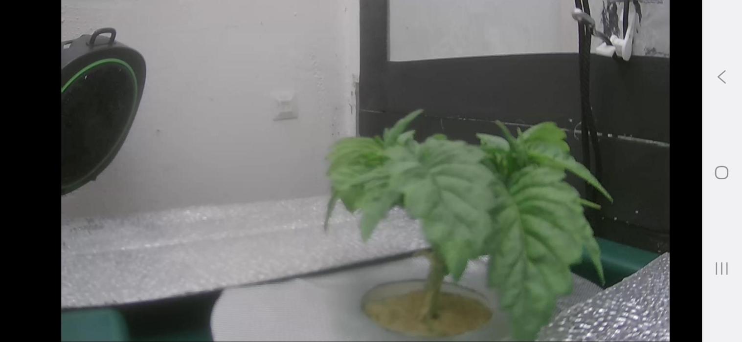 Mimosa X Orange Punch DWC second attempt. Week 3