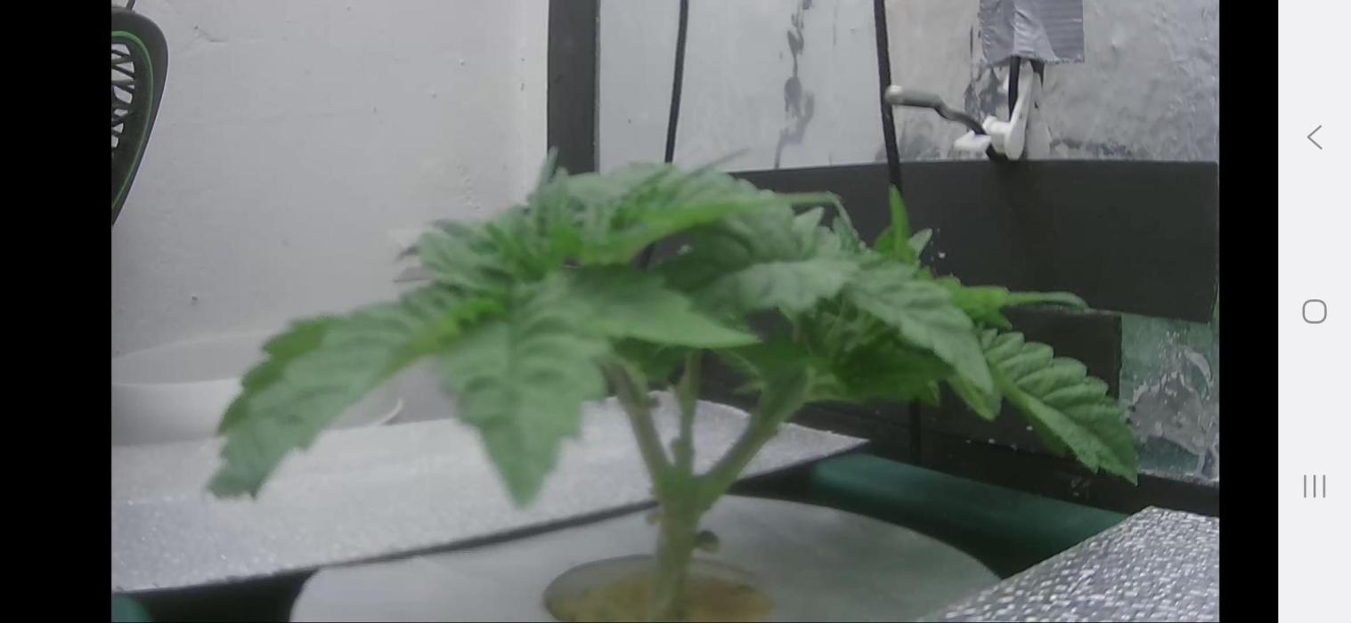 Mimosa X Orange Punch DWC second attempt. Week 4
