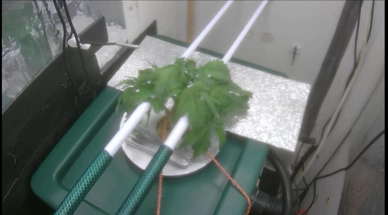 Mimosa X Orange Punch DWC second attempt. Week 5