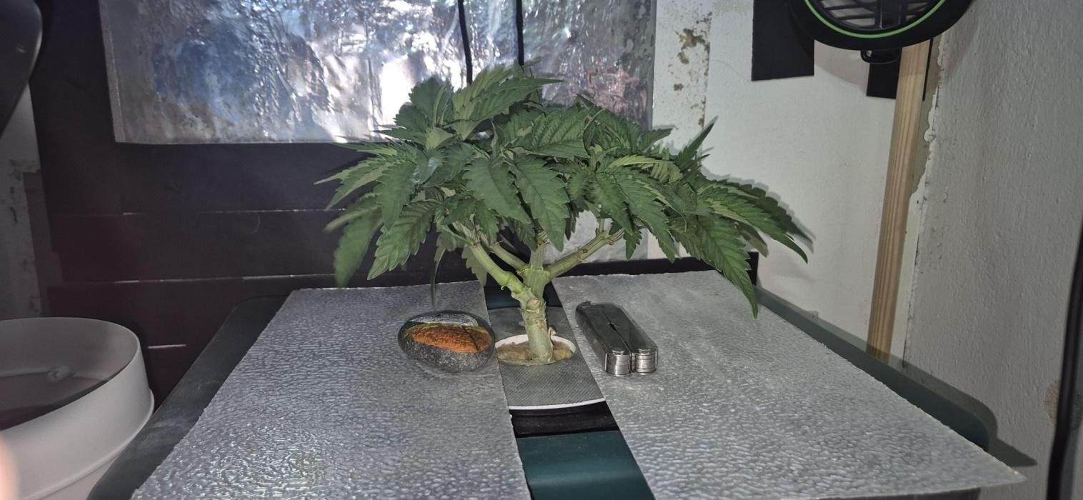 Mimosa X Orange Punch DWC second attempt. Week 6