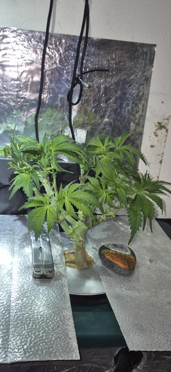 Mimosa X Orange Punch DWC second attempt. Week 7