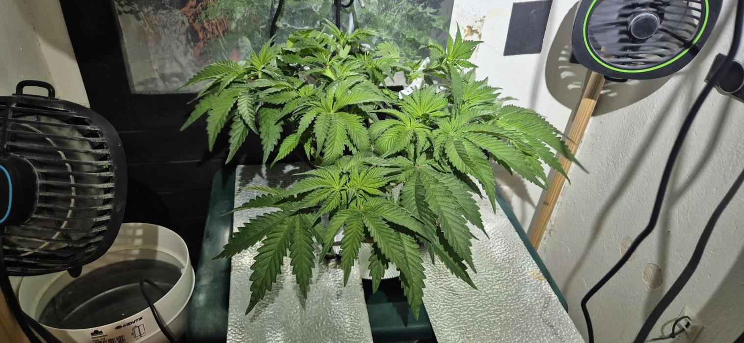 Mimosa X Orange Punch DWC second attempt. Week 8