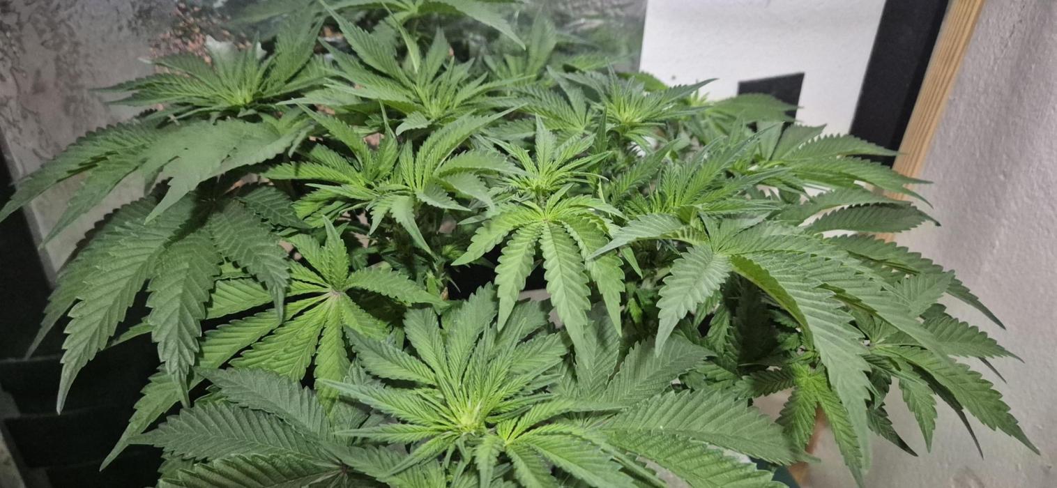Mimosa X Orange Punch DWC second attempt. Week 9