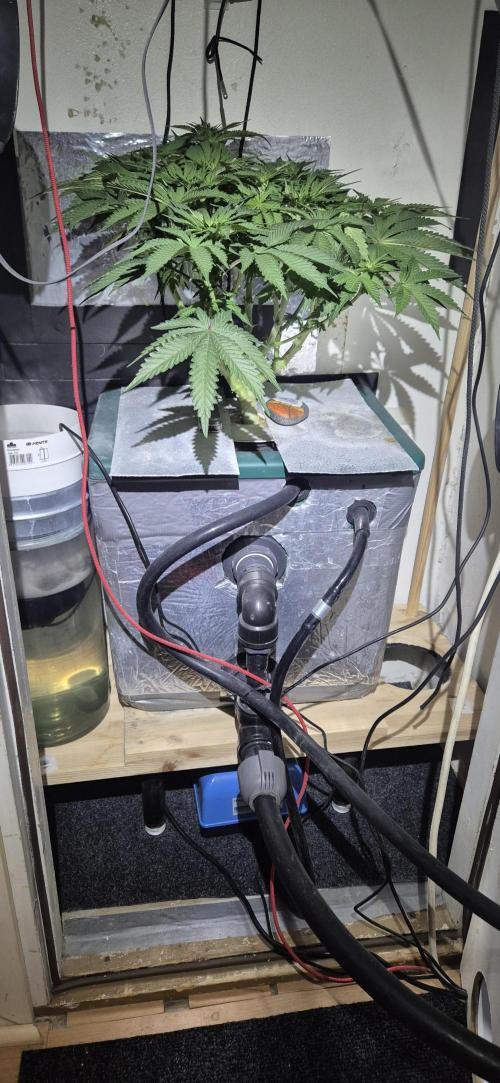 Mimosa X Orange Punch DWC second attempt. Week 10