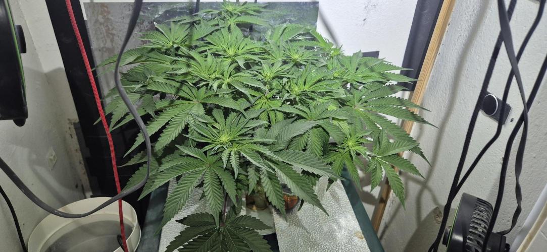 Mimosa X Orange Punch DWC second attempt. Week 10