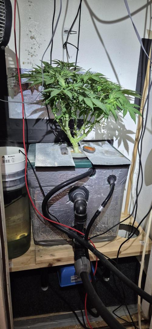 Mimosa X Orange Punch DWC second attempt. Week 10