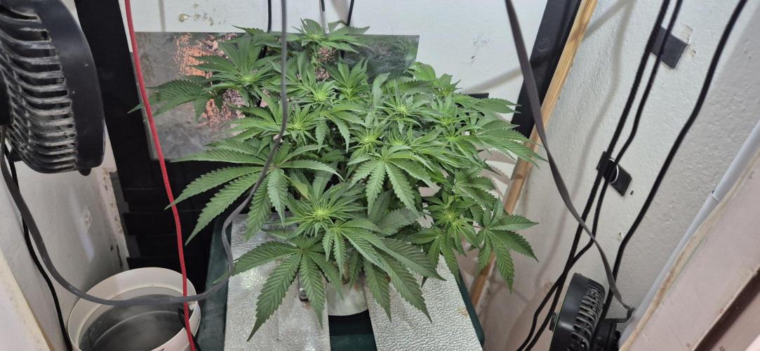 Mimosa X Orange Punch DWC second attempt. Week 10