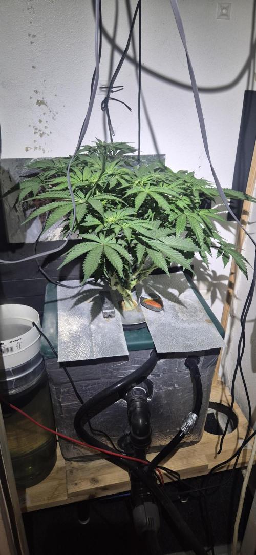 Mimosa X Orange Punch DWC second attempt. Week 10