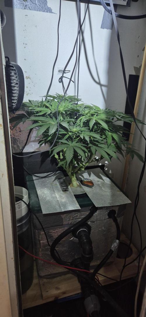 Mimosa X Orange Punch DWC second attempt. Week 10