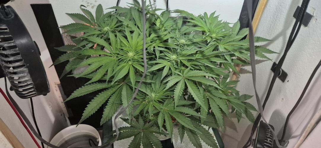 Mimosa X Orange Punch DWC second attempt. Week 10