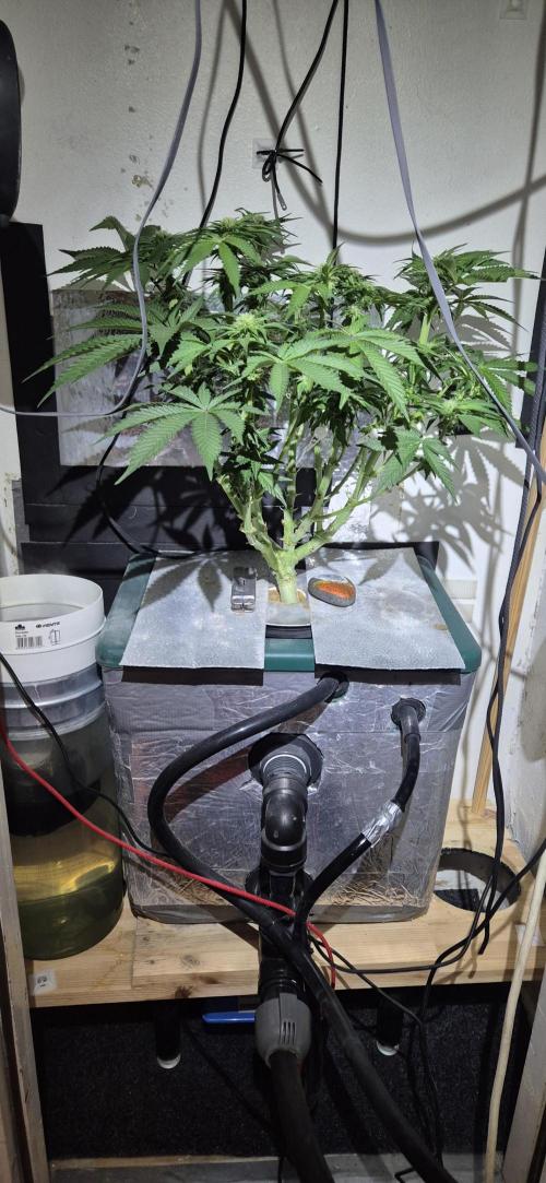 Mimosa X Orange Punch DWC second attempt. Week 10