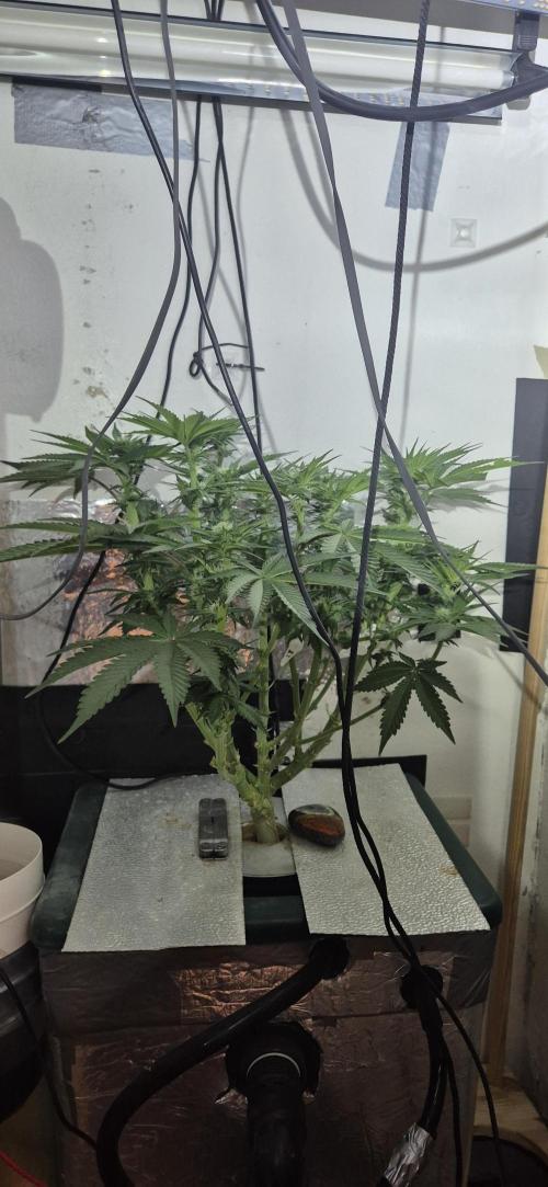Mimosa X Orange Punch DWC second attempt. Week 10