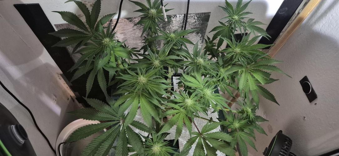Mimosa X Orange Punch DWC second attempt. Week 10