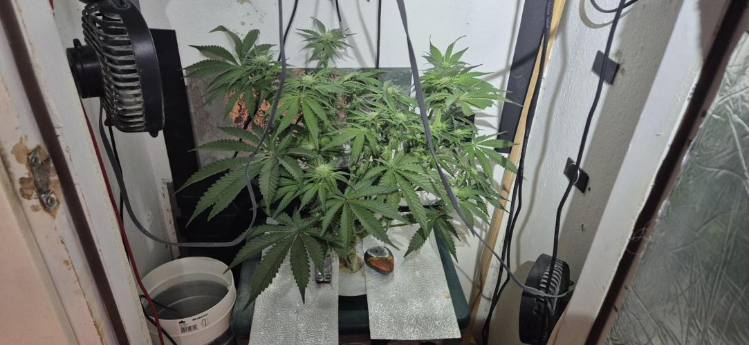 Mimosa X Orange Punch DWC second attempt. Week 10