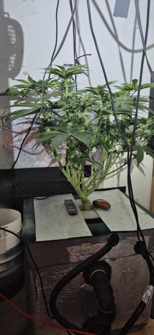 Mimosa X Orange Punch DWC second attempt. Week 10