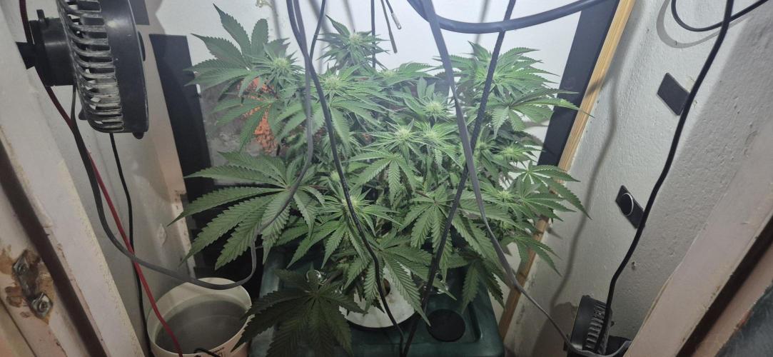 Mimosa X Orange Punch DWC second attempt. Week 10