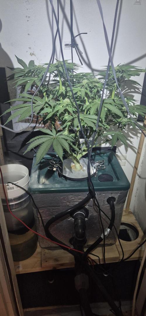 Mimosa X Orange Punch DWC second attempt. Week 10