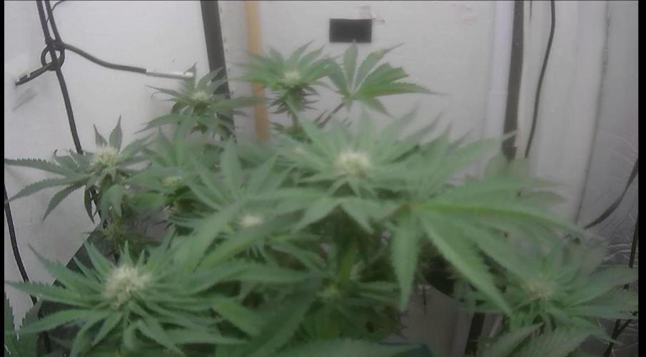 Mimosa X Orange Punch DWC second attempt. Week 10