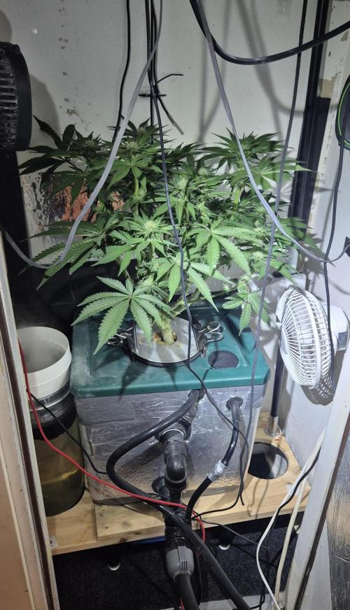 Mimosa X Orange Punch DWC second attempt. Week 10