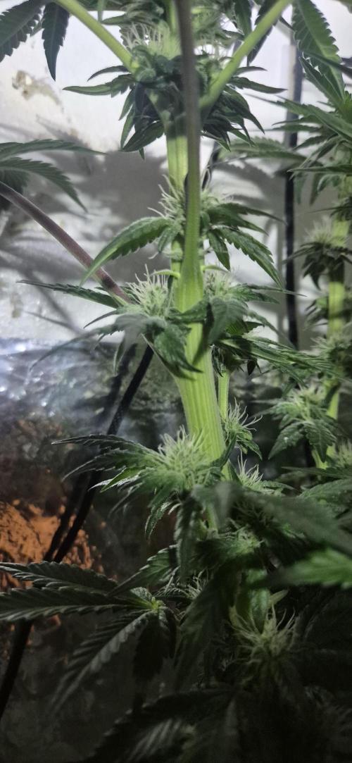 Mimosa X Orange Punch DWC second attempt. Week 10