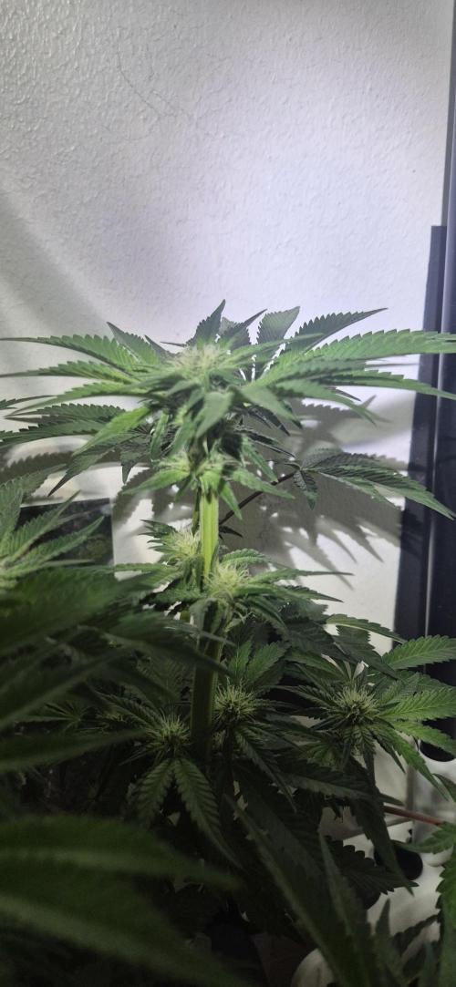 Mimosa X Orange Punch DWC second attempt. Week 10