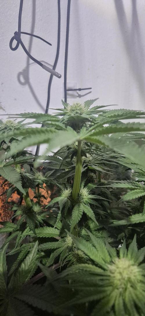 Mimosa X Orange Punch DWC second attempt. Week 10