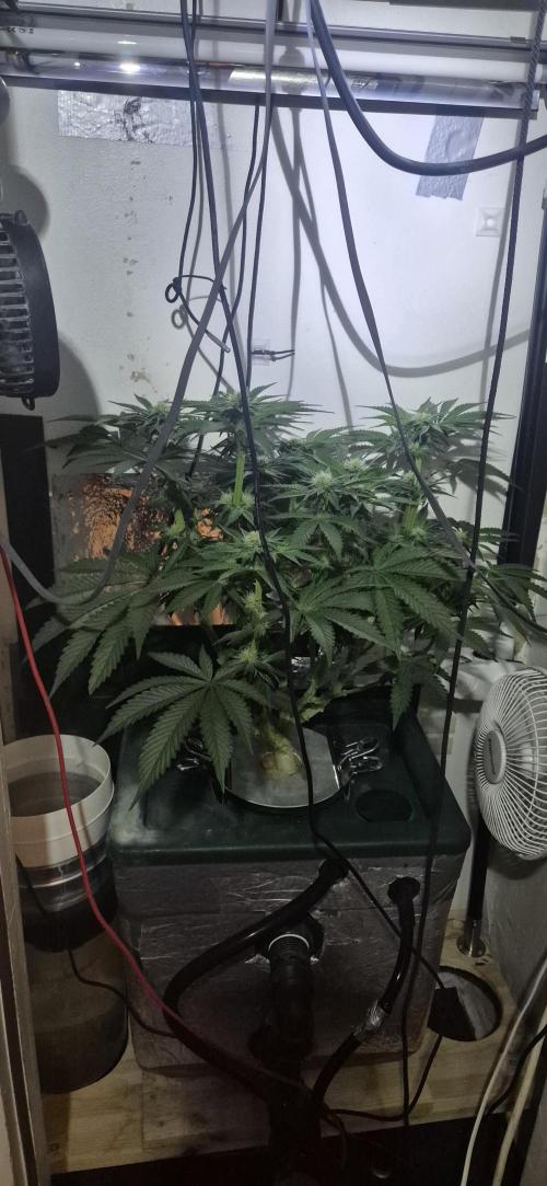 Mimosa X Orange Punch DWC second attempt. Week 10