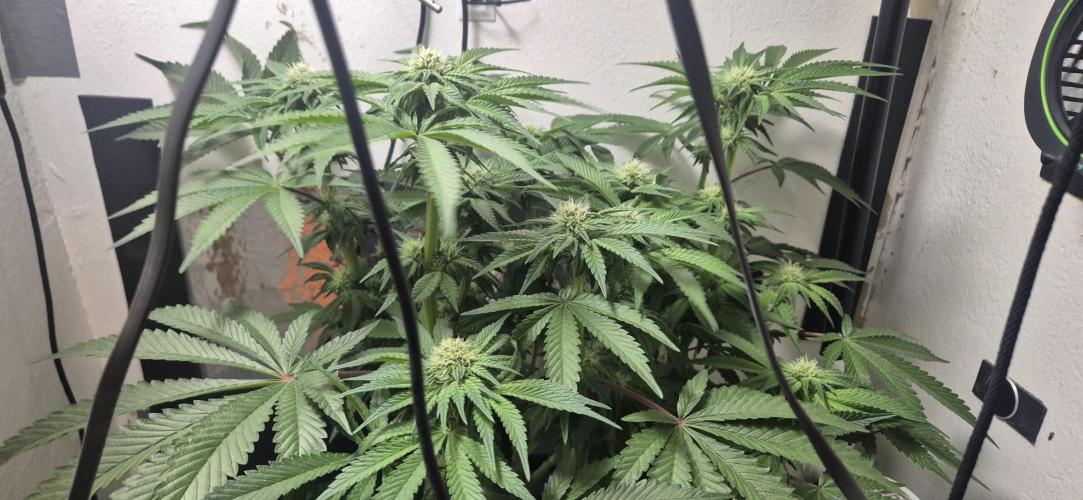 Mimosa X Orange Punch DWC second attempt. Week 11 - Fd28.