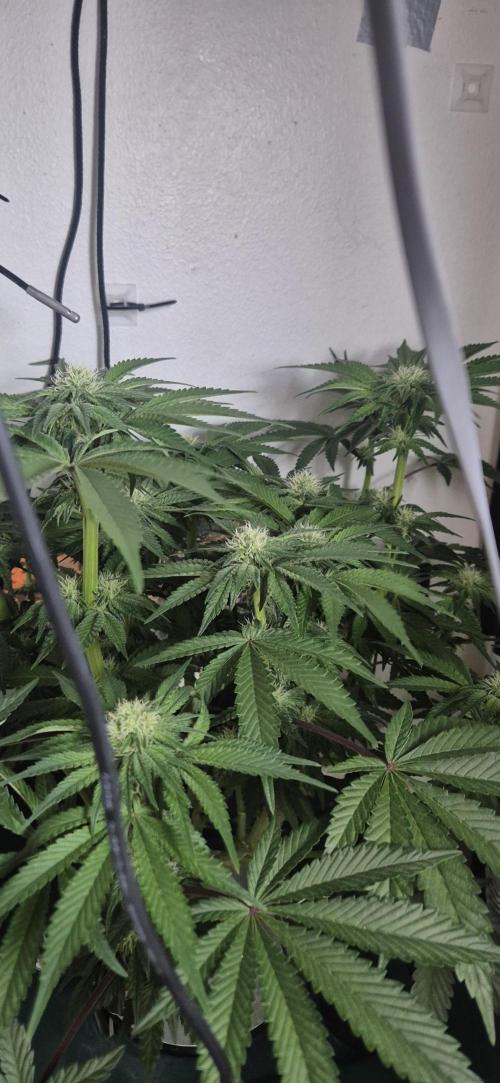Mimosa X Orange Punch DWC second attempt. Week 11 - Fd28.