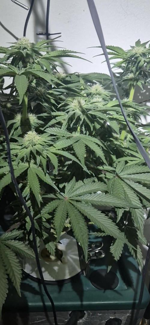 Mimosa X Orange Punch DWC second attempt. Week 11 - Fd29.
